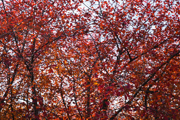 A tree with red leaves is the main focus of the image. The leaves are scattered all over the tree, creating a beautiful and vibrant scene