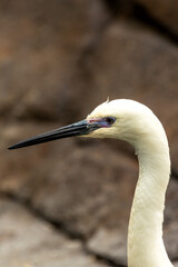 Little Egret (Egretta garzetta) - Commonly Found in Europe, Asia, Africa