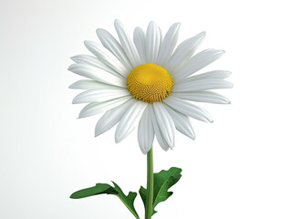 White Flower Isolated on White Background, Generative AI Illustration