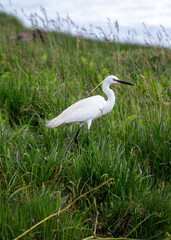 Little Egret (Egretta garzetta) - Commonly Found in Europe, Asia, Africa