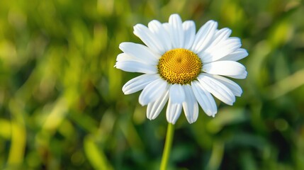 A beautiful chamomile flower in full bloom against a blurred background of green grass.