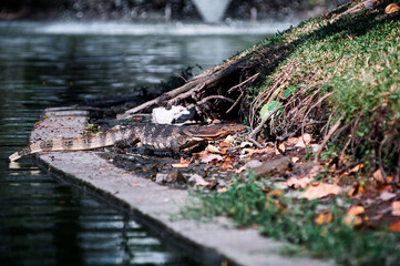 The Asian water monitor (Varanus salvator) is a large varanid lizard native to South and Southeast Asia.