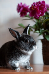 Spring and Easter. Cute little rabbit next to flowers