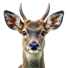 Fototapeta premium Closeup portrait of a horned deer head