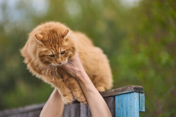 A ginger cat on a fence, with vibrant fur and agile posture under sunlight