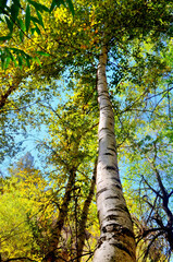 Fototapeta premium Birch tree going up against the blue sky.