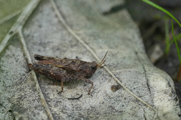 Closeup on a European pygmy grasshopper, Tetrix undulata sitting on a dried leaf