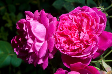 Organic Magenta Rose Bathed in Natural Sunlight
