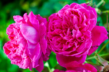 Organic Magenta Rose Bathed in Natural Sunlight