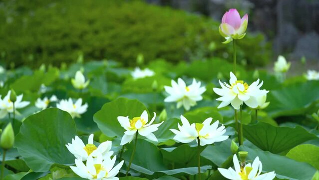 water lilies flowers in the meadow