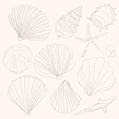 set of sea shells rough sketch summer time illustration
