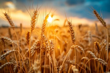 Fototapeta premium golden wheat field at sunset