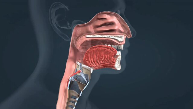 Oral cavity, pharynx, esophagus and salivary glands