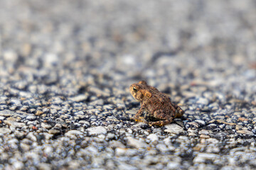 small frog on hard pavement