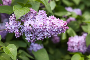 Blooming violet lilac tree on beautiful spring day