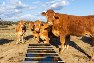 Water Views: Limousin Cattle at the Watering Hole.
