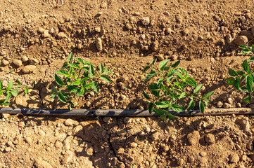 Aerial Perspective: Two Young Tomato Plants in a Field with Drip Irrigation.