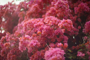 Lush pink flowers of Bougainvillea spectabilis tree growing outdoors. Shallow DOF, closeup.