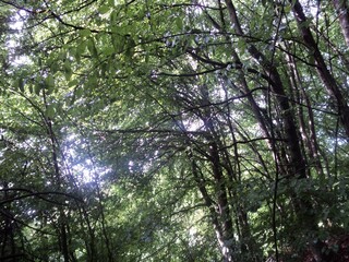 Some trees in the forest