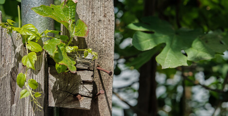 Obraz premium Close-up of an old fence in front of a garden with fig trees, poster concept for caring for nature and gardening in the old town