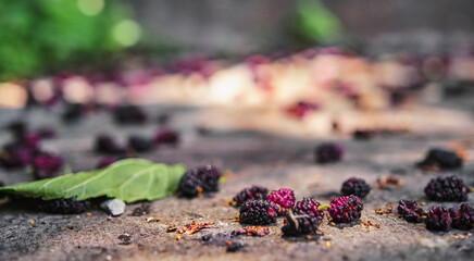 Poster with fresh and ripe mulberries close up on the ground under a mulberry tree, agriculture and gardening concept, selective focus