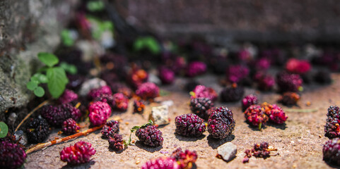 Mulberries, fresh ripe mulberries close up on the ground under a mulberry tree, agriculture and...