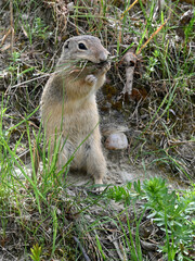 Spermophilus