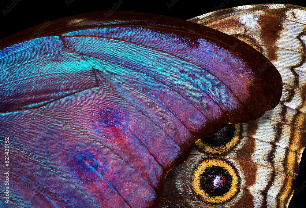 Poster abstract pattern of bright colorful wings of a tropical morpho butterfly. ornament of butterfly wing