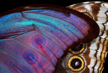 abstract pattern of bright colorful wings of a tropical morpho butterfly. ornament of butterfly wings. close up