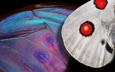 Wings of a tropical butterfly Morpho and Apollo. Close up