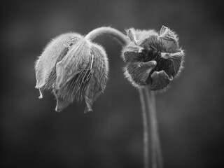 Black and white of two pasque flowers.