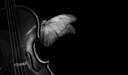 melody concept. tropical morpho butterfly on violin. violin black and white and morpho butterfly...
