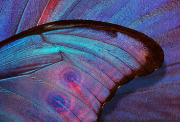 abstract pattern of bright colorful wings of a tropical morpho butterfly. ornament of butterfly wings. close up © Oleksii