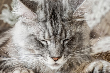 A Maine Coon cat. Funny purebred smoky cat. Pets.
