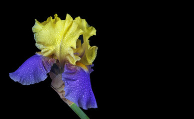 bright blue and yellow iris flower in water drops isolated on black. copy space