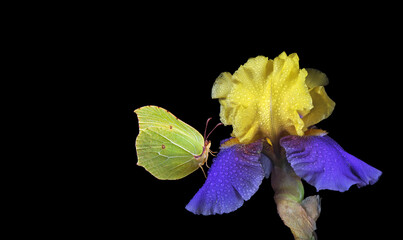yellow butterfly on bright blue and yellow iris flower in water drops isolated on black. brimstones...