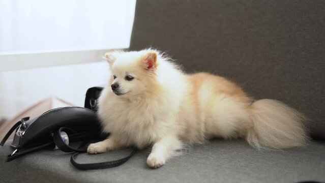 small pomeranian spitz dog looking at the camera and running around the white room at home, very cute puppy