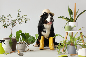Cute Bernese mountain dog in gumboots with plants on light background