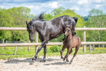 Magnifique cheval de race frison dans un élevage en nature