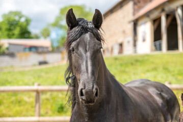 Magnifique cheval de race frison dans un élevage en nature