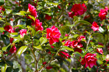 Beautiful camellia flower on tree. The Expo 70 Commemorative Park, Osaka, Japan
