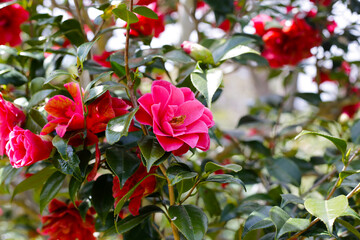 Beautiful camellia flower on tree. The Expo 70 Commemorative Park, Osaka, Japan