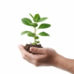 Photo of human hands holding a small plant with a white background