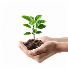 Photo of human hands holding a small plant with a white background