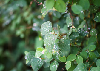 Rain drops on the leaves of the snowberry bush.
