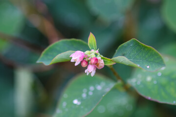 Rain drops on the leaves of the snowberry bush.