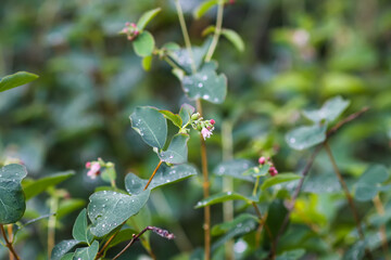 Rain drops on the leaves of the snowberry bush.