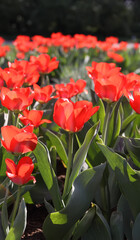 Red tulip flowers on a fields.