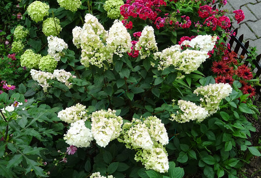 White flowers hydrangea bouquet, varieties - Little Line