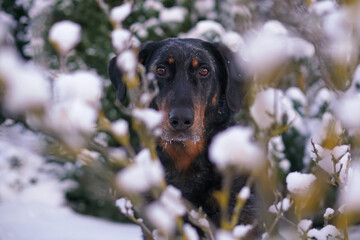 The portrait of an adorable harlequin Beauceron dog posing outdoors in winter garden